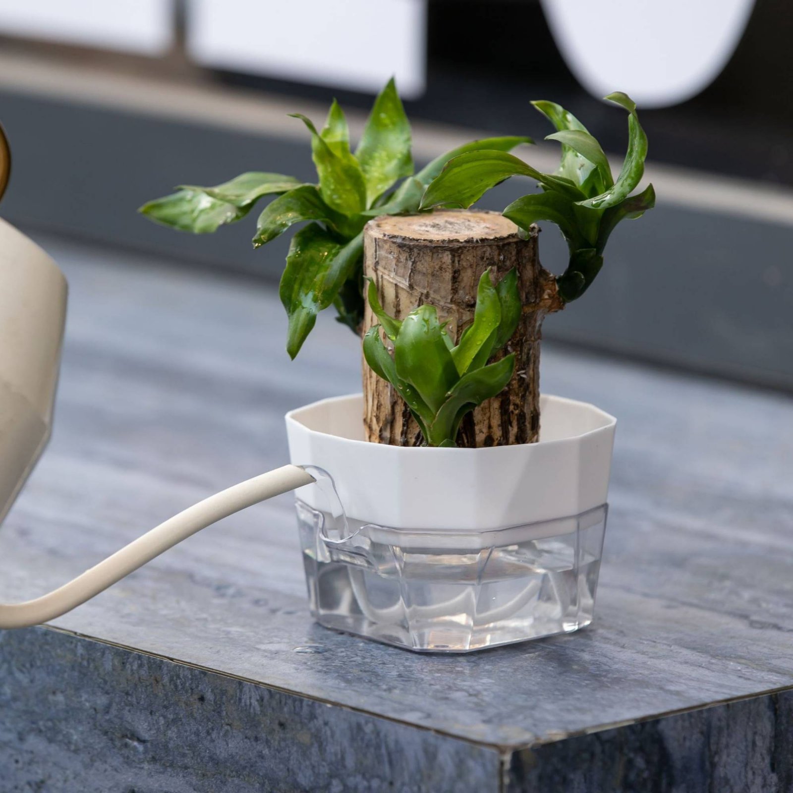 Hydroponic Bulb Vase 2-Tier De - Automatic Watering recension och pris